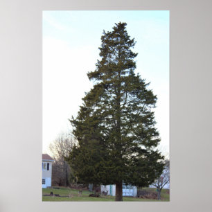 Evergreen Träd Photo Poster