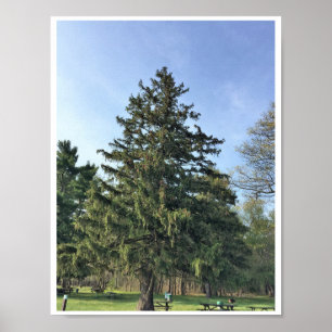 Evergreen Träd Poster