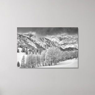 Evergreens och Aspen träd i en storm i snö Canvastryck