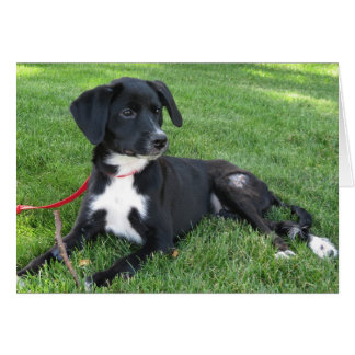 Everly! Hälsningskort