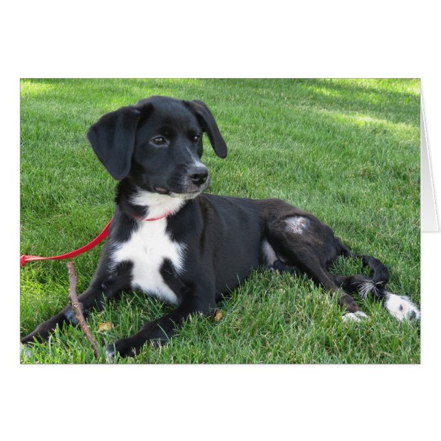 Everly! Hälsningskort (Framsidan Horizontal)