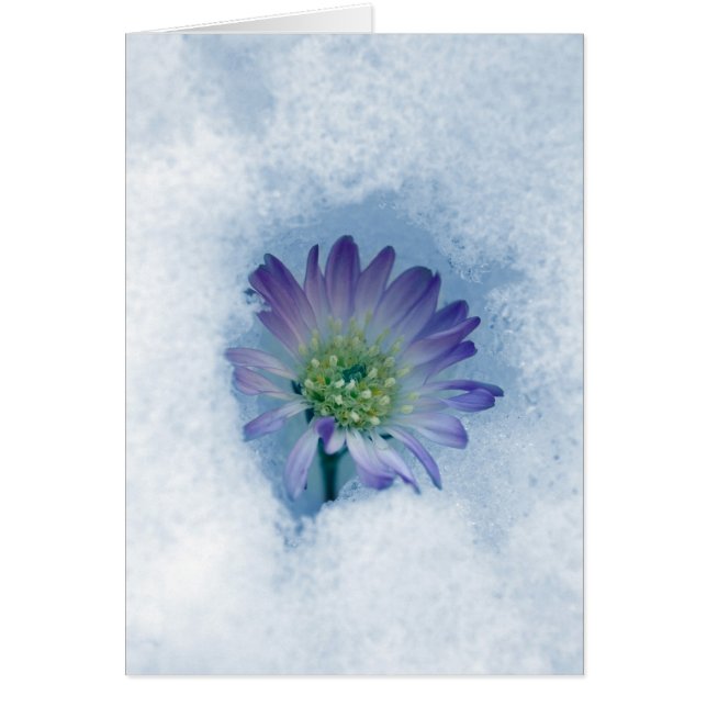 Evig II Hälsningskort (Framsidan)