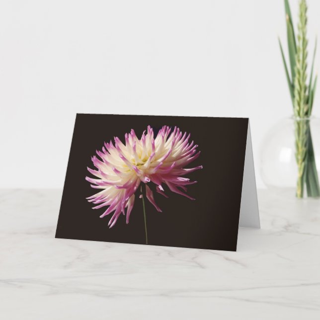 evig sanningskönhet kort (Framsida)