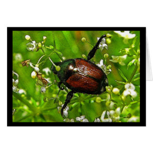 Evil Beauty Japansk Beetle Insekt Hälsningskort