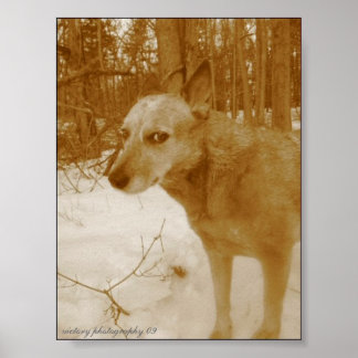 Evil Öga Skriv ut Poster