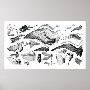 Evolution av flyg poster