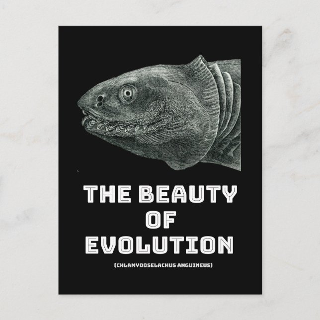 Evolution haj hona vykort (Framsida)