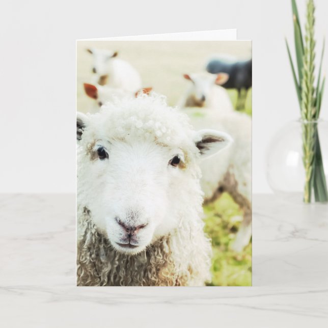Ewe Cutie Sheep Lamb Land Animal Blank Notecard Kort (Framsida)