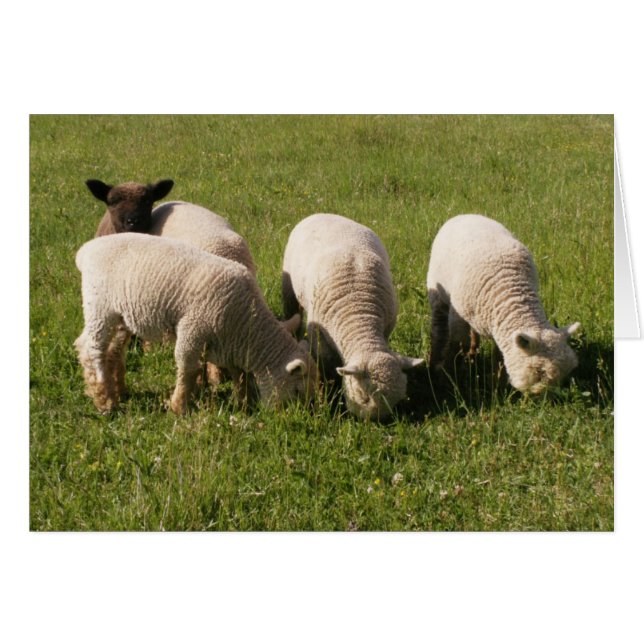 Ewe-niquely Me! Hälsningskort (Framsidan Horizontal)