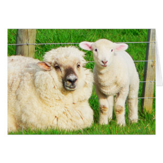 Ewe och Lamb Hälsningskort