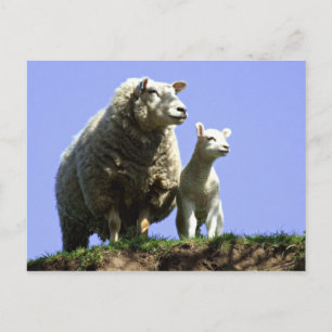 Ewe- och Lambvykort Vykort