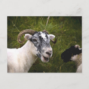 Ewe-vykort Vykort