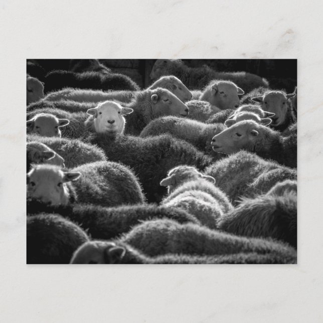 Ewes in Black and White Vykort (Framsida)