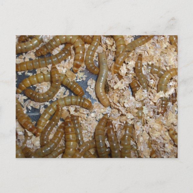 Ewww! Mealmaskar vykort (Framsida)