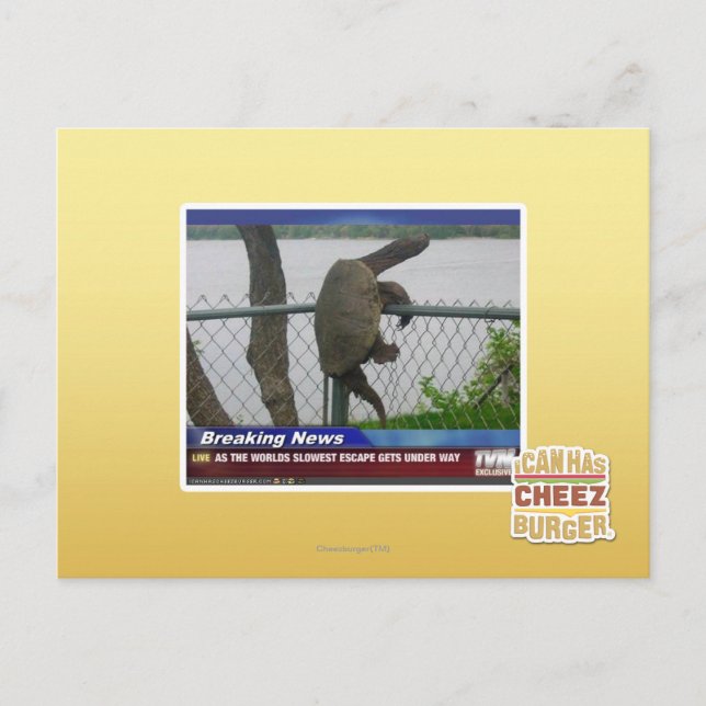 Excaping Turtle Vykort (Framsida)