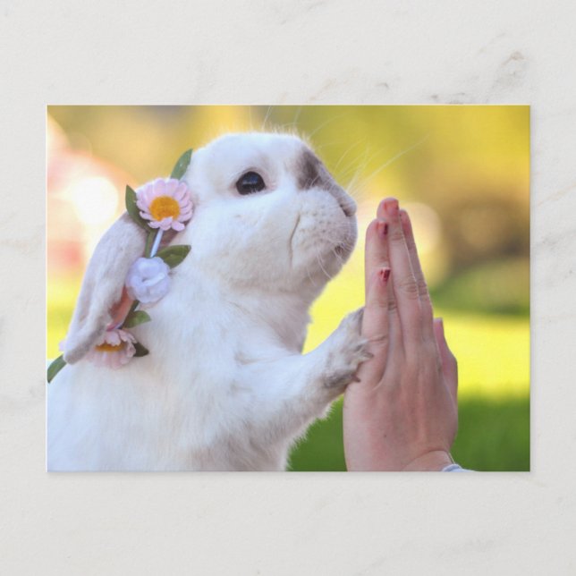 Exempel kanin postkort vykort (Framsida)