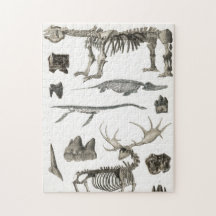 Exemplar från animaliska benstrukturer