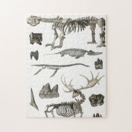 Exemplar från animaliska benstrukturer pussel