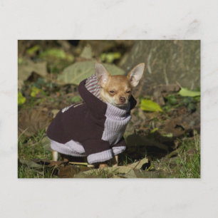 Exklusiv Chihuahua Vykort