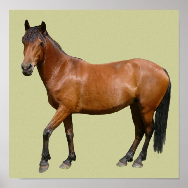Exmoor Horse Poster (Framsidan)