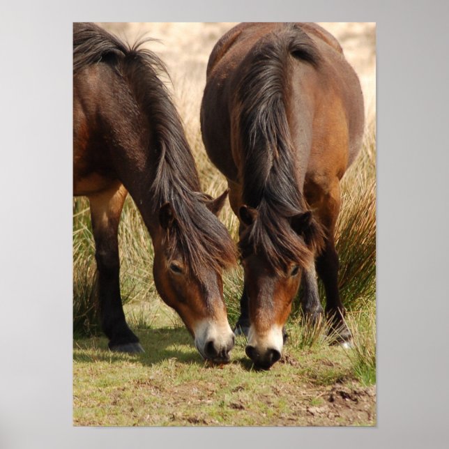 Exmoor Ponies Poster (Framsidan)