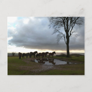 Exmoor Ponies Vykort