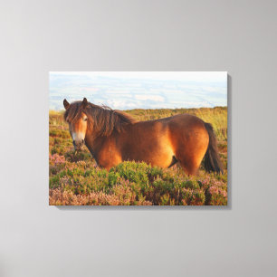 Exmoor pony, horse, Somerset, England Canvastryck