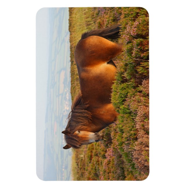 Exmoor pony, horse, Somerset, England Magnet (Vertikal)