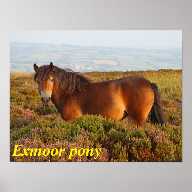 Exmoor pony, horse, Somerset, England Poster (Framsidan)