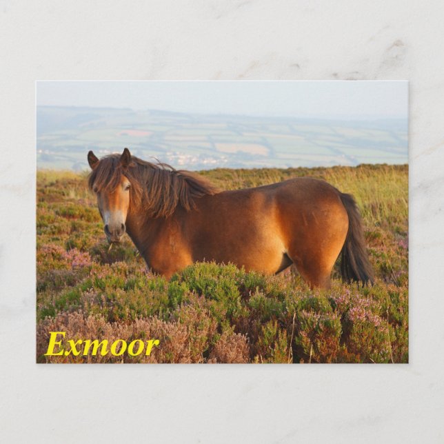 Exmoor pony, horse, Somerset, England Vykort (Framsida)