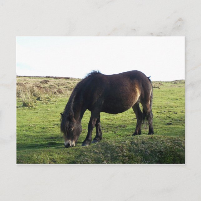 Exmoor Pony Vykort (Framsida)