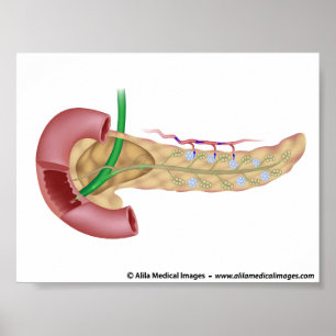 Exocrine bukspottkörtel och endocrinekörteldiagram poster