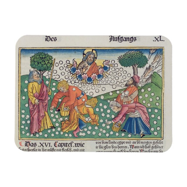 Exodus 16 13-22 Gud ger vaktel och manna till Magnet (Horisontell)