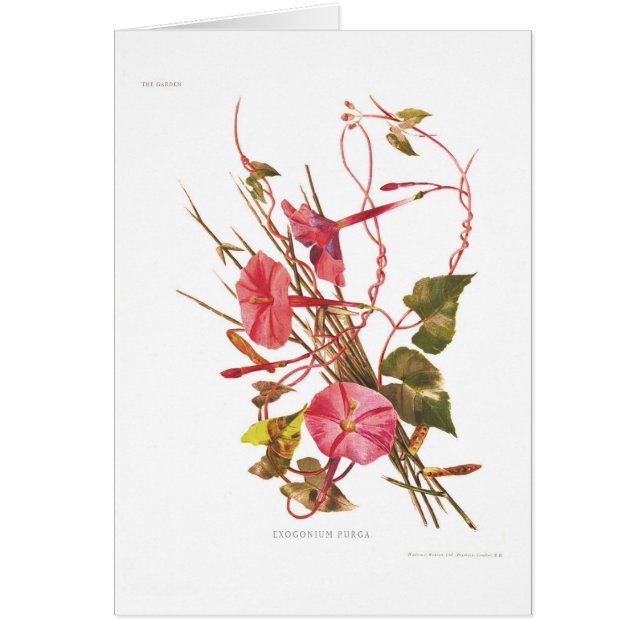 Exogonium purga (Ipomoeapurgaen) Hälsningskort (Framsidan)