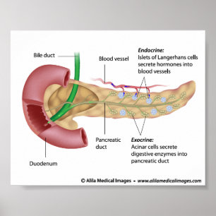 Exokrin och endokrin pankreas, märkt teckning. poster