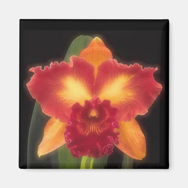 Exotic Beauty Magnet (Framsidan)