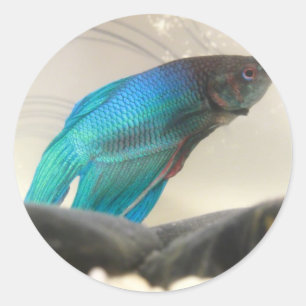 Exotic Betta Fish Closeup Runt Klistermärke