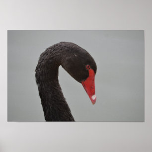 Exotic Black Svan Poster