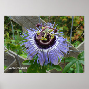 Exotic Blue Wildblomma Poster