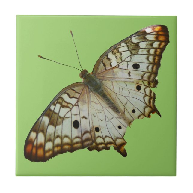 Exotic Butterfly från Saint Lucia Kakelplatta (Framsidan)