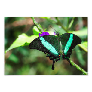 Exotic Emerald Swallowtail Fototryck