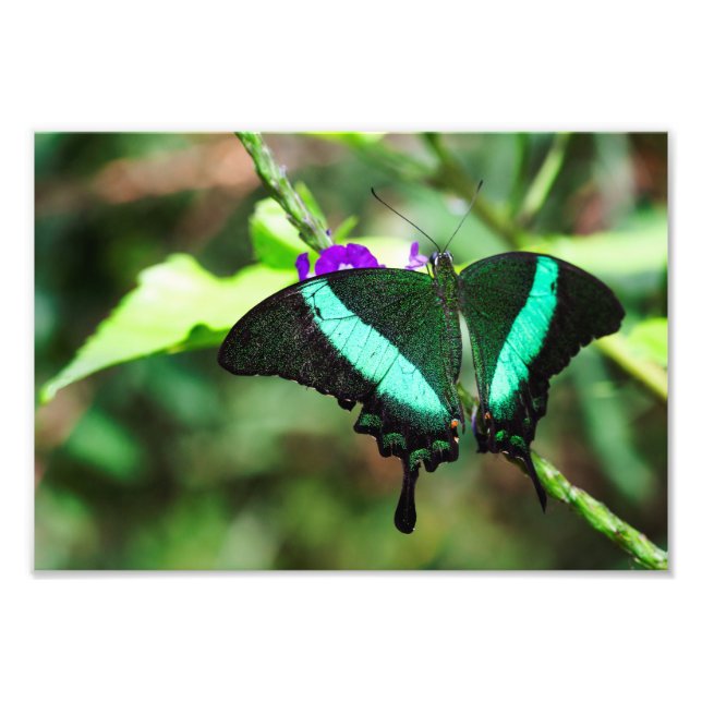 Exotic Emerald Swallowtail Fototryck (Framsidan)