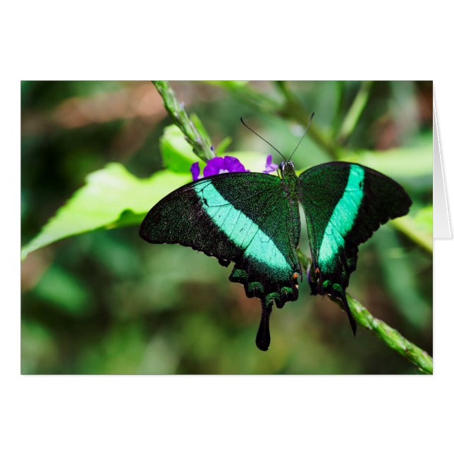 Exotic Emerald Swallowtail Hälsningskort (Framsidan Horizontal)