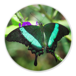 Exotic Emerald Swallowtail Knopp