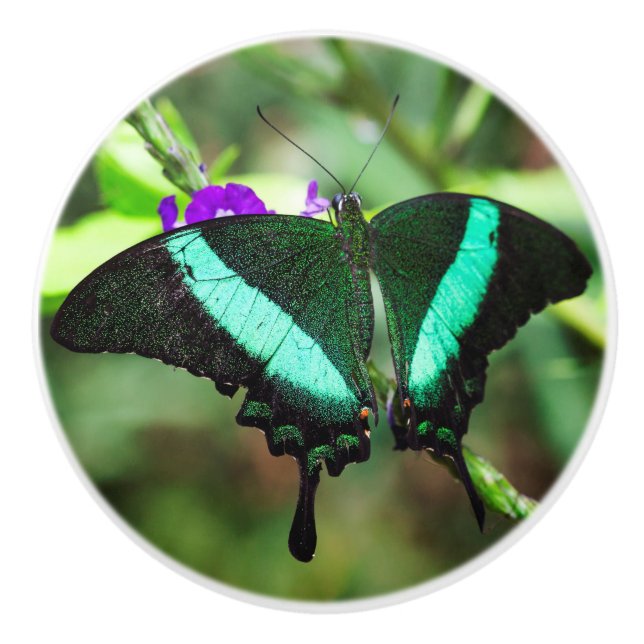Exotic Emerald Swallowtail Knopp (Framsidan)