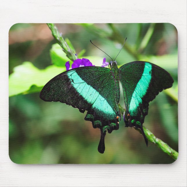 Exotic Emerald Swallowtail Musmatta (Framsidan)