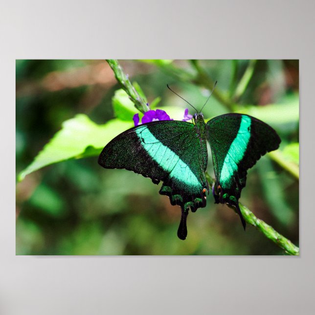 Exotic Emerald Swallowtail Poster (Framsidan)