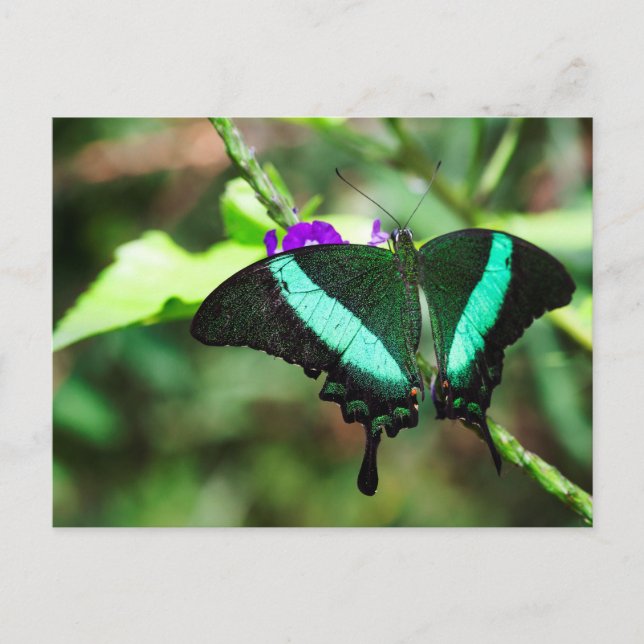 Exotic Emerald Swallowtail Vykort (Framsida)