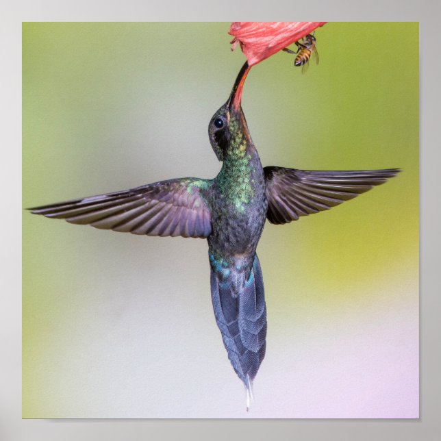 Exotic Hummingbird Matande Vingar Open & Bee Poster (Framsidan)