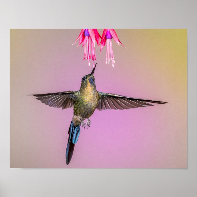 Exotic Hummingbird med Long Svan Poster (Framsidan)